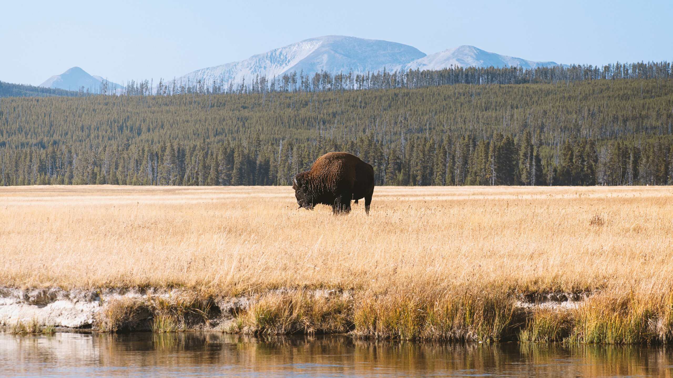 East & South Yellowstone: Canyons and Wildlife