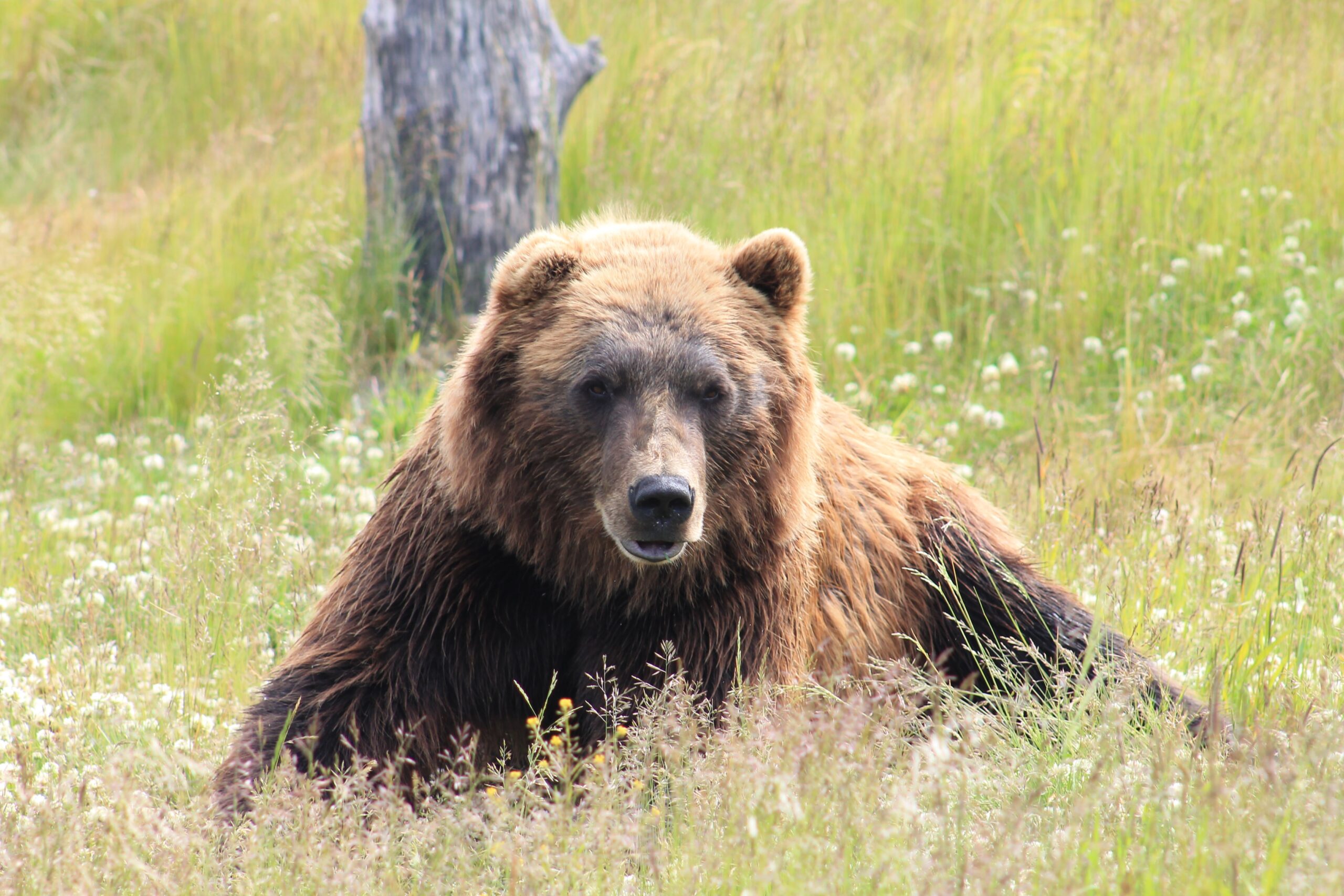 Wyoming National Parks – Know Before You Go